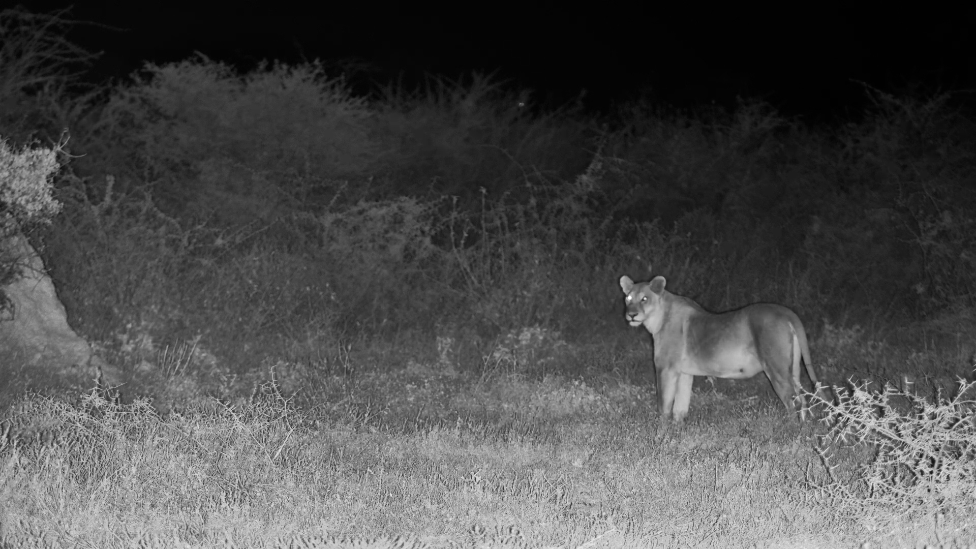Lionesses Pass by Onguma Waterhole