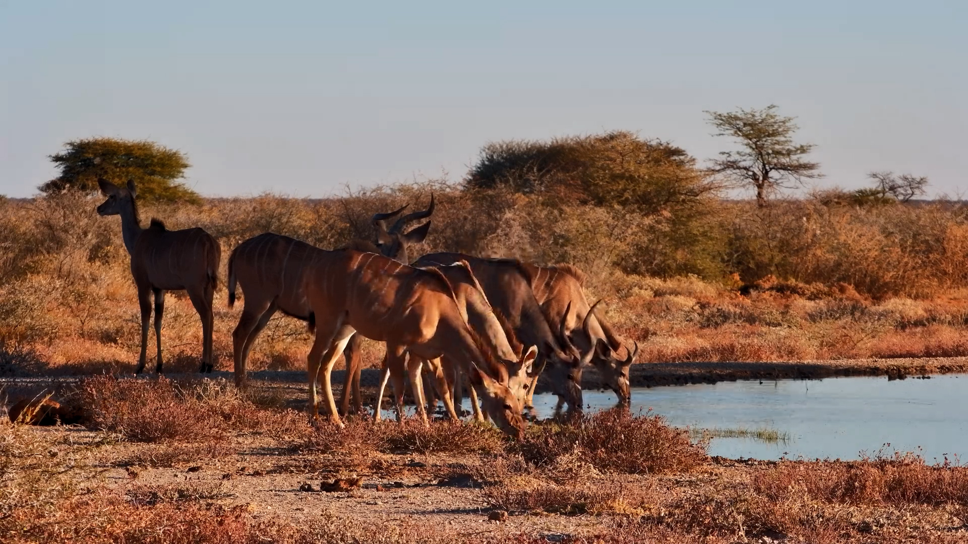 Small Kudu Herd Visits Onguma The Fort Waterhole
