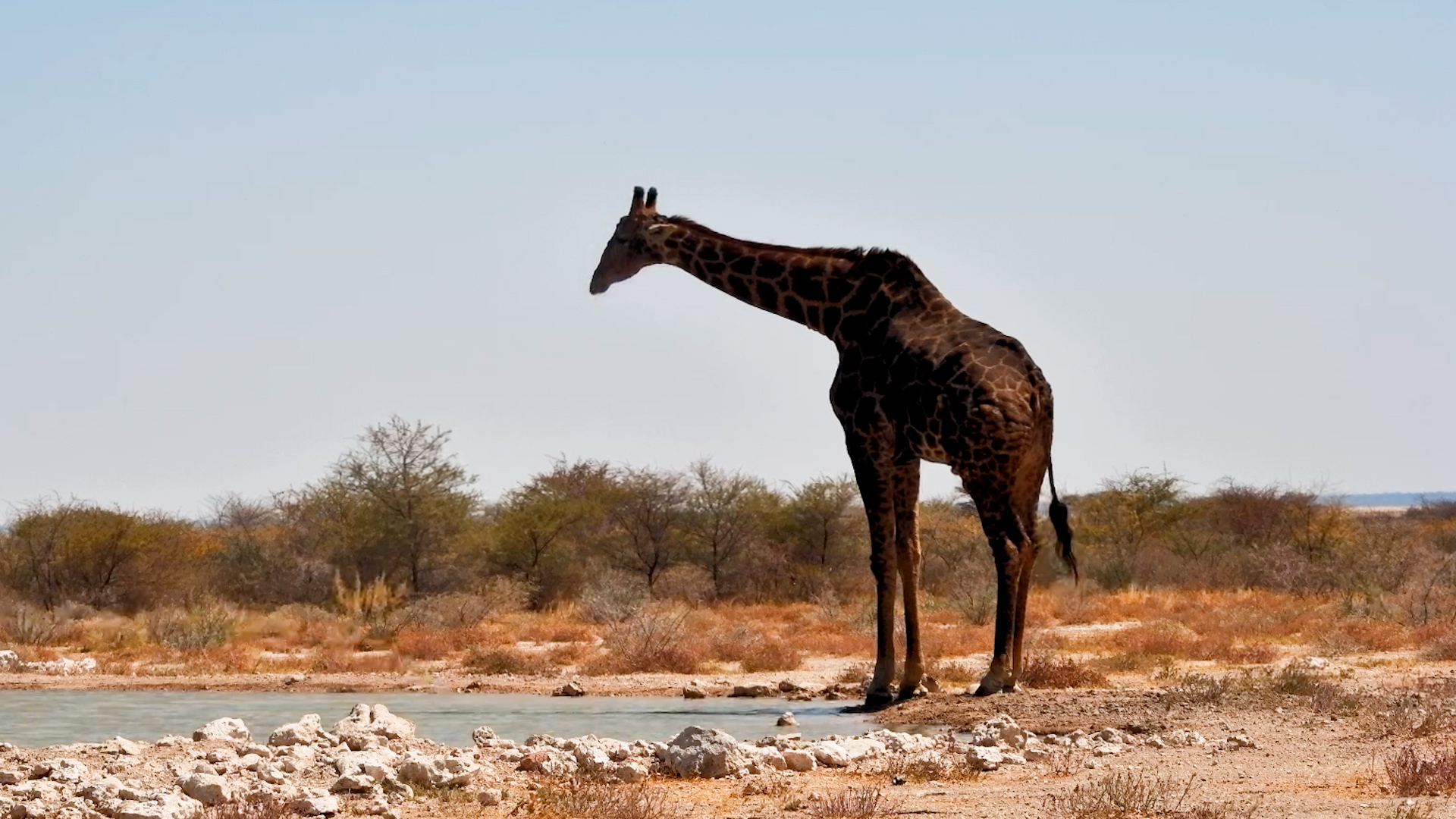 Tall, Dark & Handsome: Giraffe Drinks at Onguma