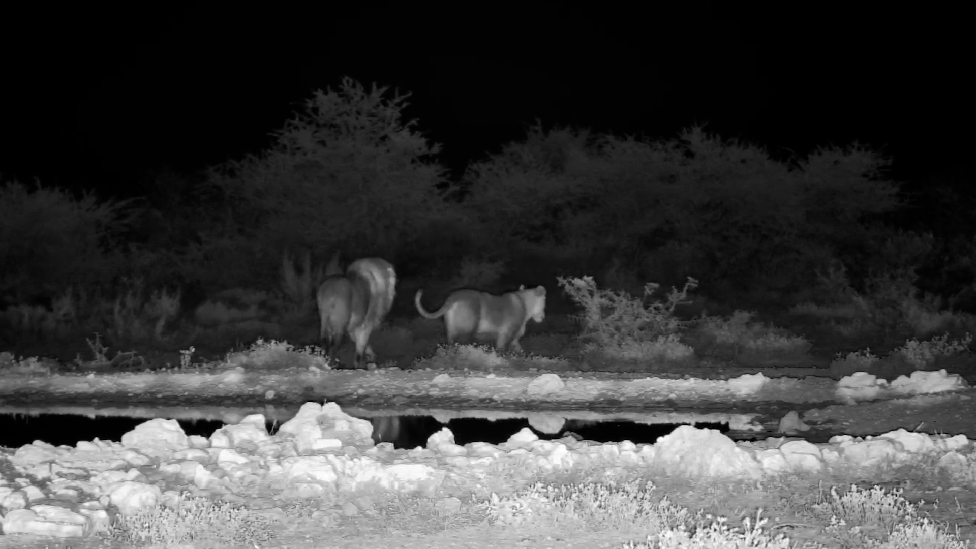 Male and Female Lion at Onguma Waterhole