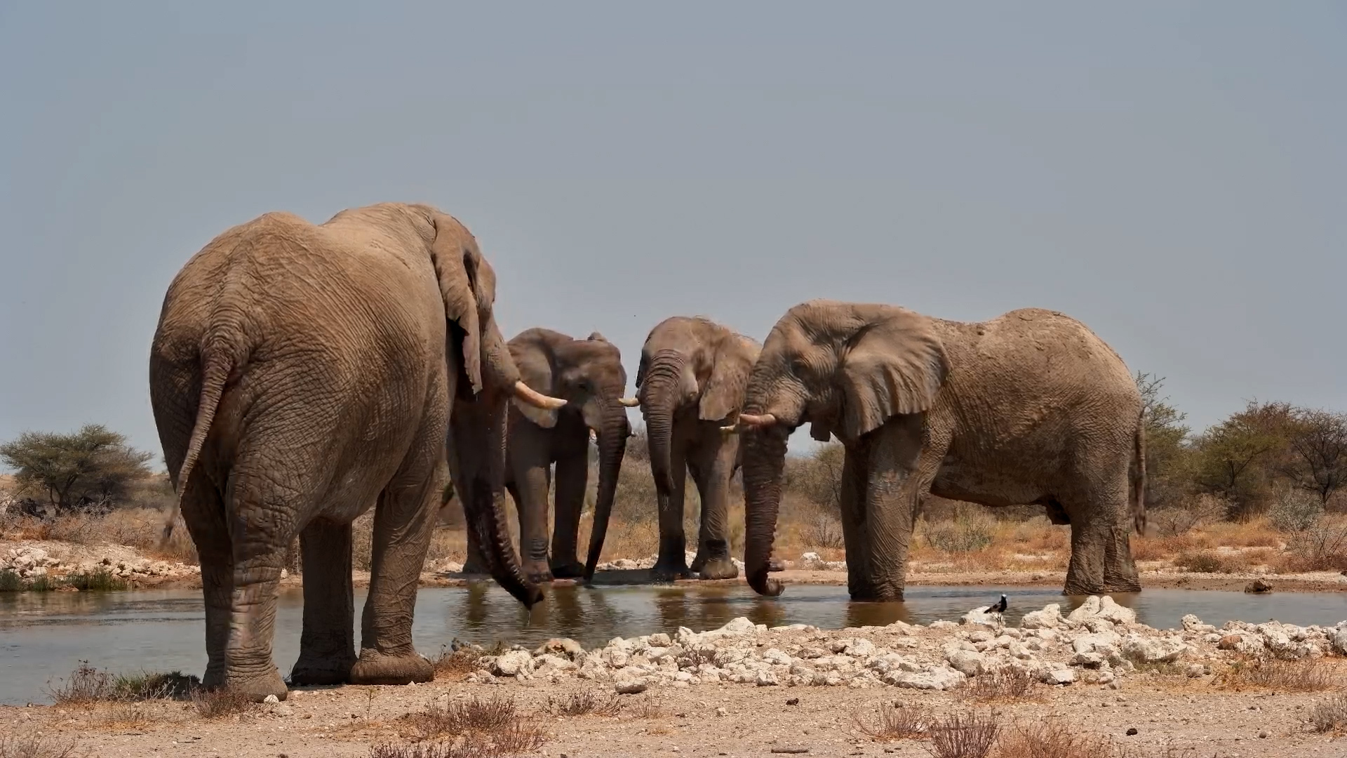 Giants of Onguma | Big Elephants Walk to the Waterhole