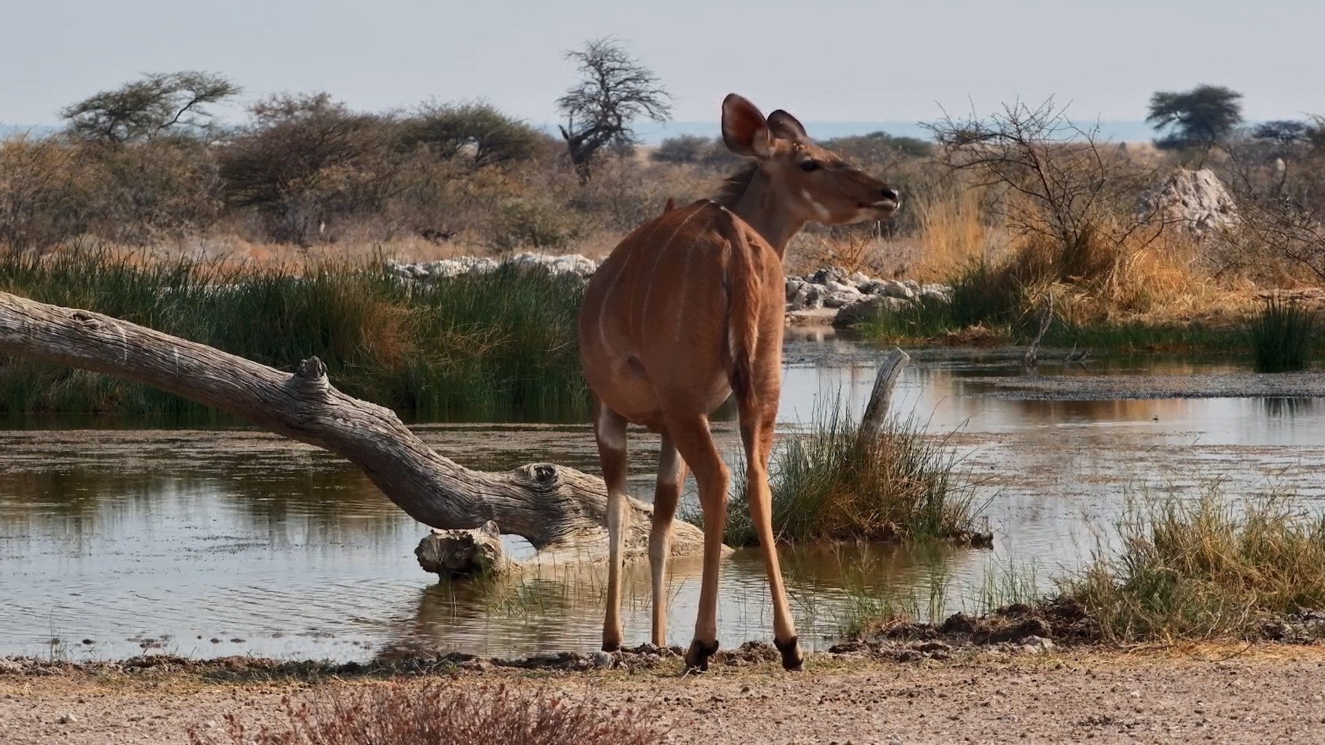Kudu Stops for a Drink at Onguma The Fort