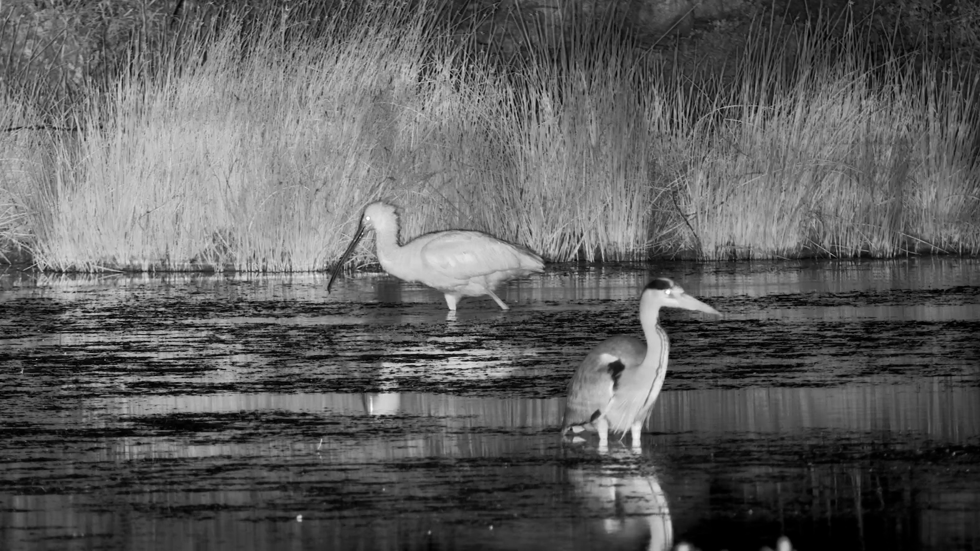 Heron Stalks While Spoonbill Filters at Onguma
