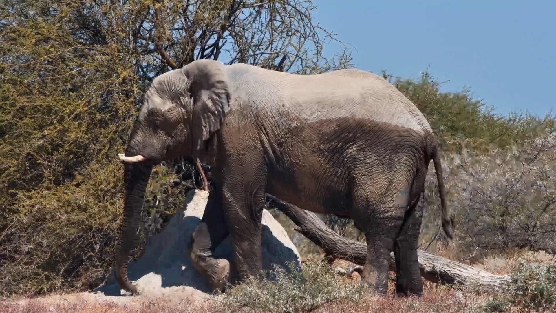 Elephant’s Ultimate Dust Bath Bliss