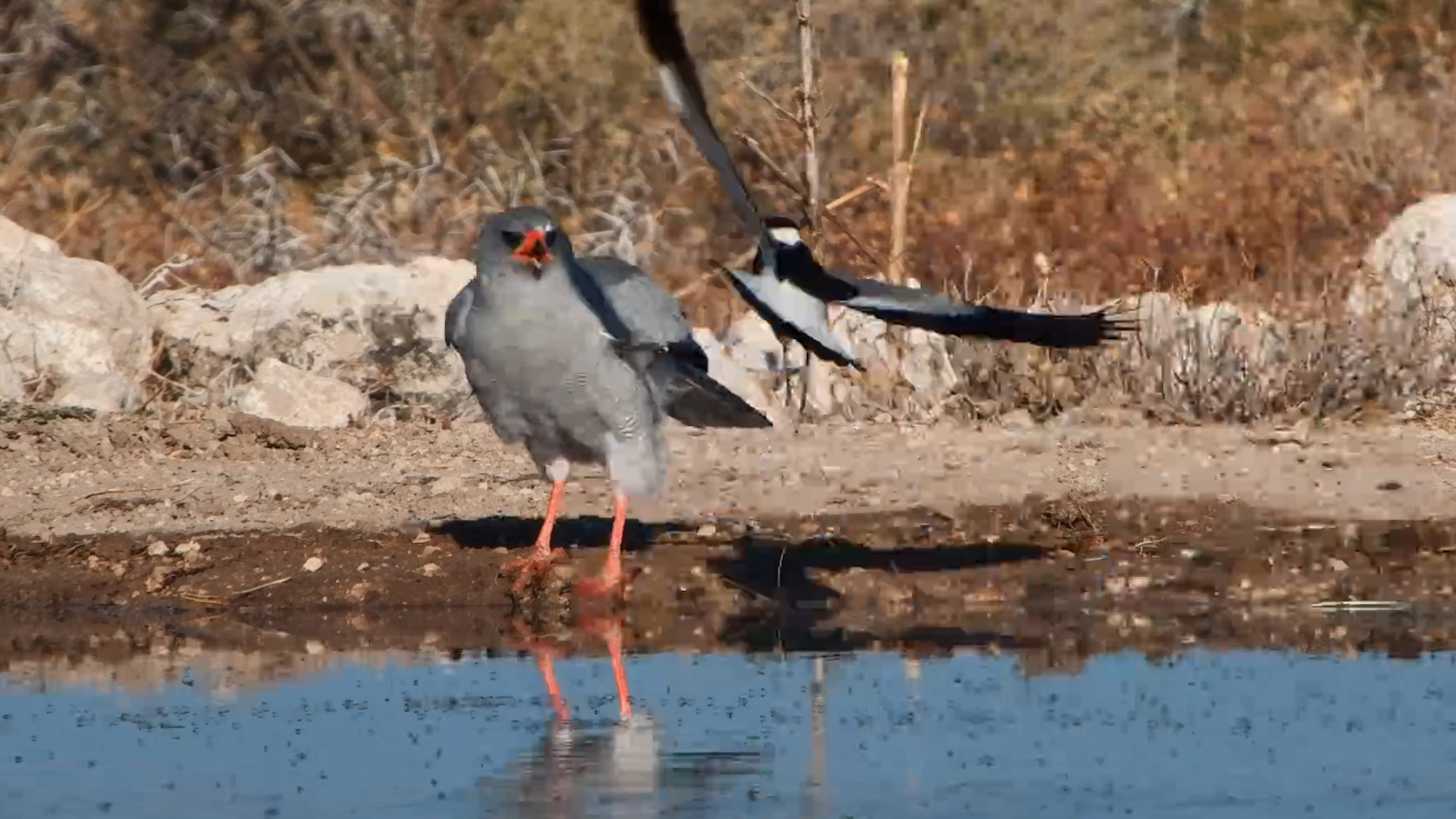 Lapwings Loudly Chase Off Goshawk Trying to Drink