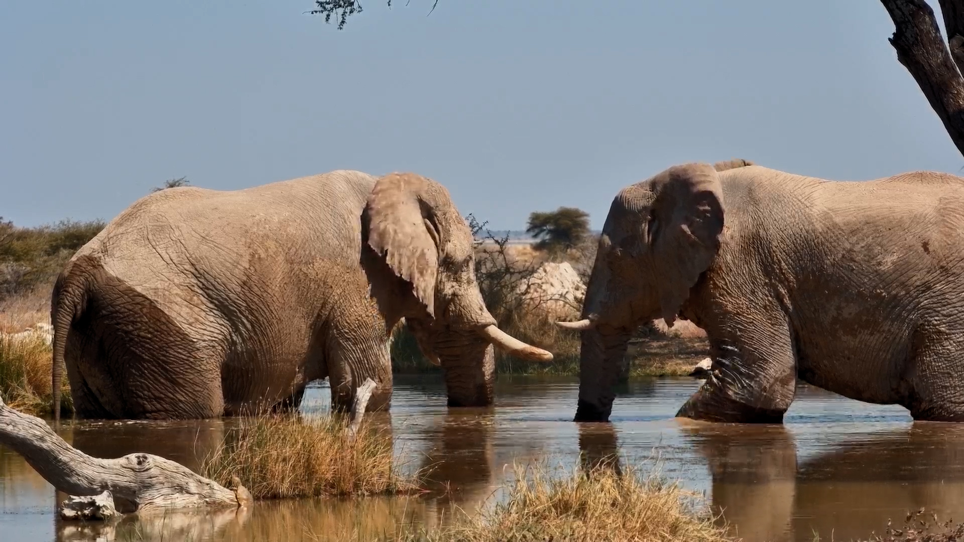 Two Elephant Gentlemen Take a Midday Dip