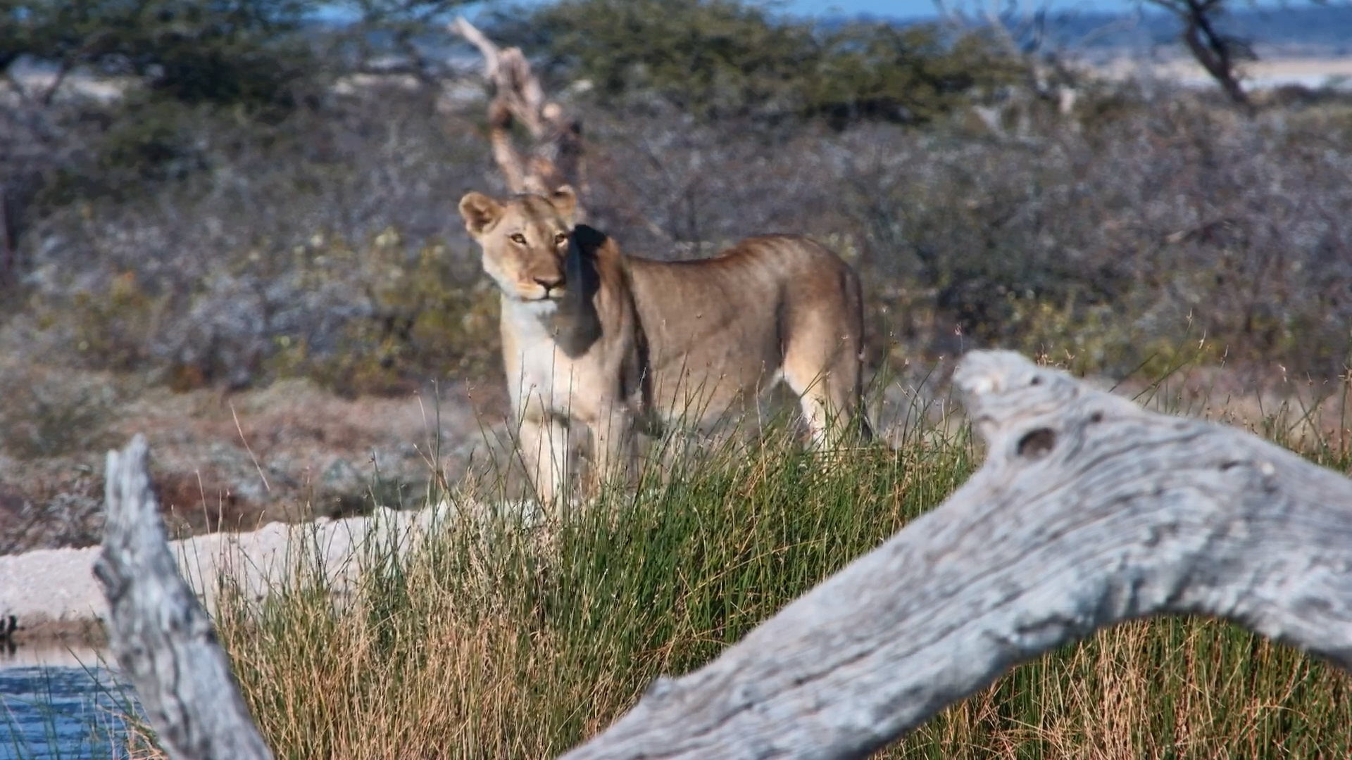 Lioness Stops for a Drink at Onguma