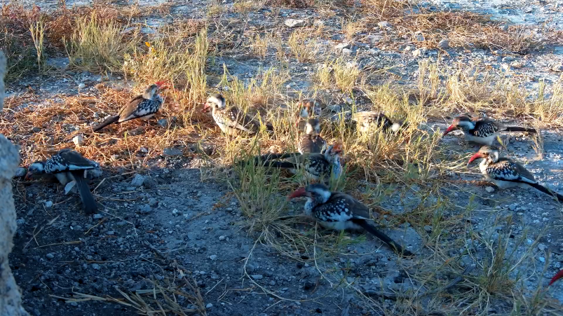 Flock of Red-Billed Hornbills Snack on Termites at Onguma