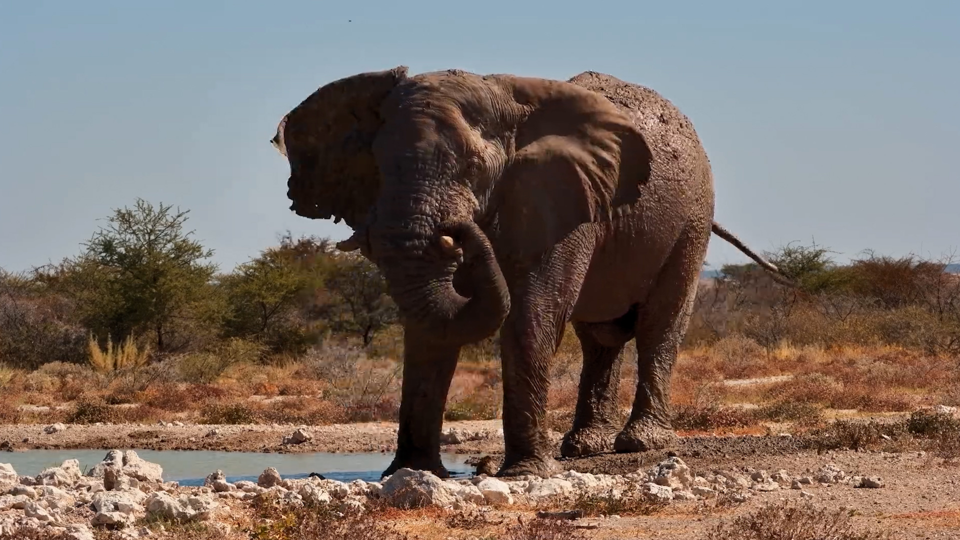 Large Elephant Bull Quenches Thirst at Onguma The Fort