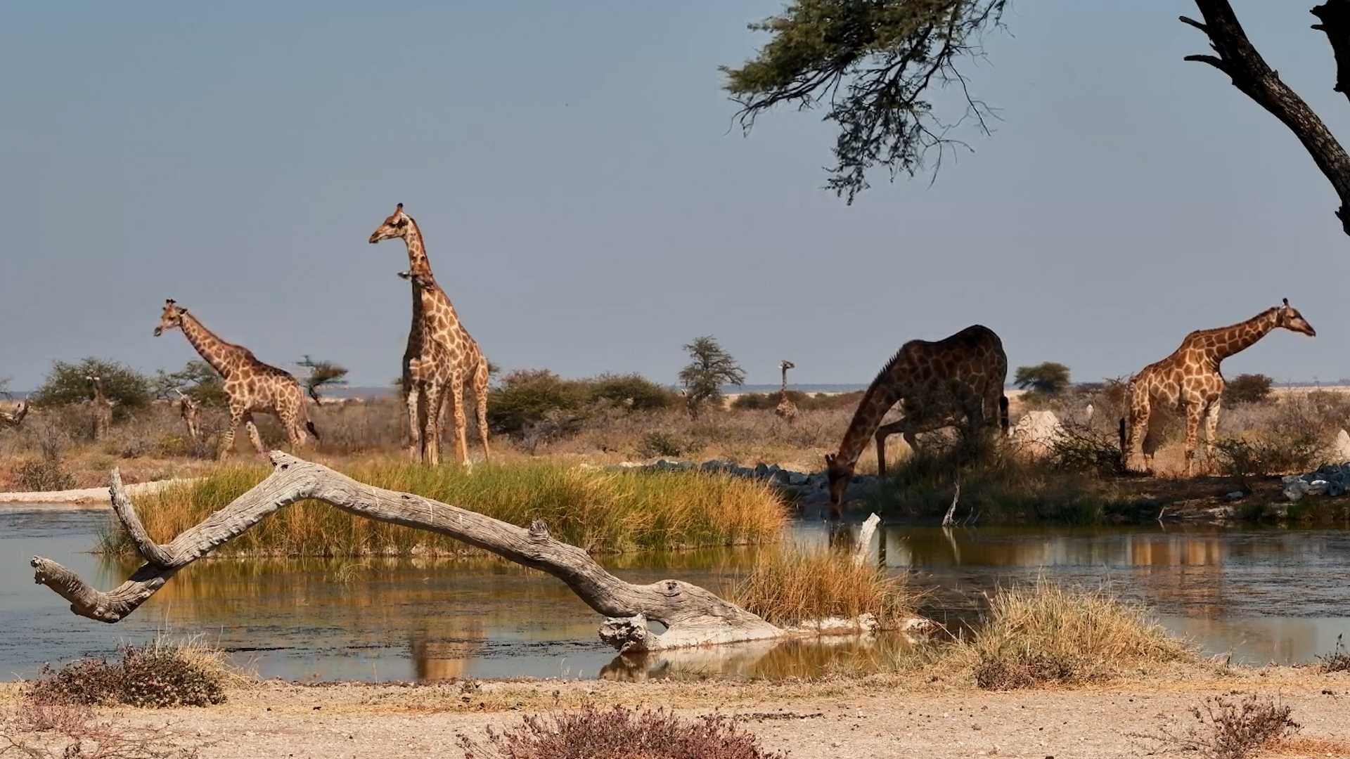 Giraffes Tower Over The Fort Waterhole