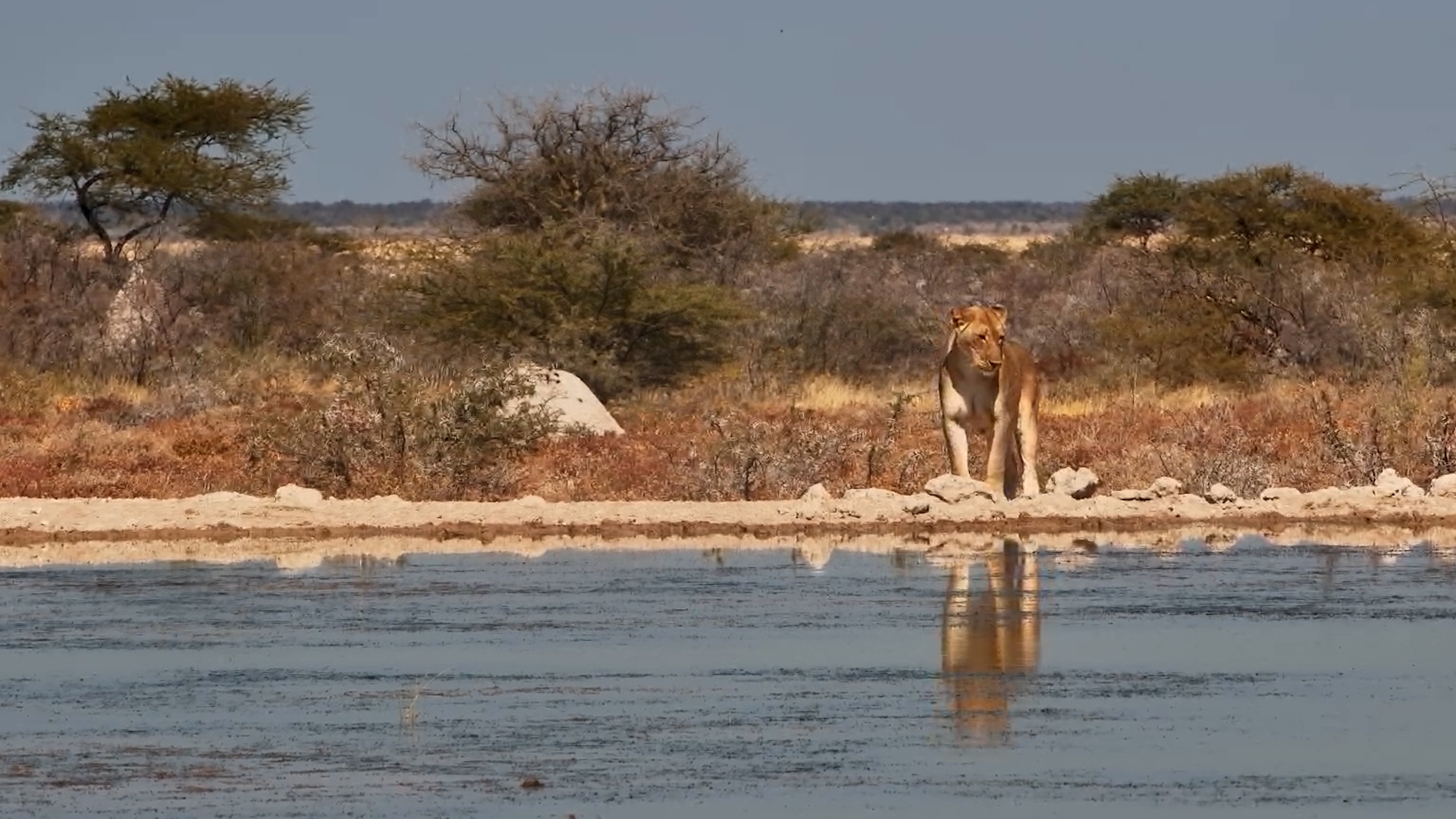 Lioness Misses Her Meal | Warthog Outruns the Hunt!