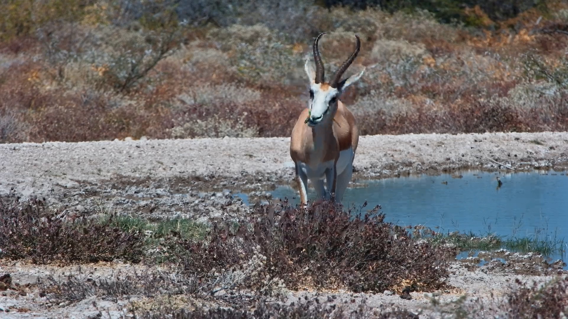 Springbok and Warthog Share the Waterhole
