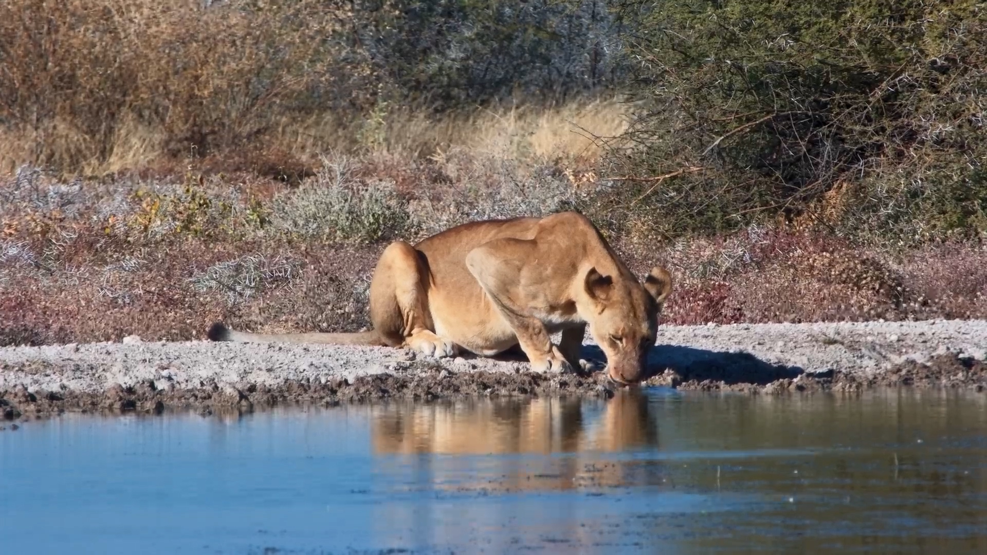 Lioness Arrives at Waterhole, Impalas Sound the Alarm!
