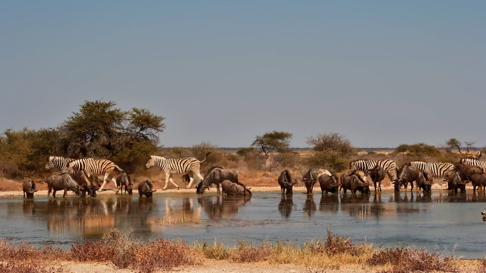 Wildebeest and Zebras Gather at Fort Waterhole
