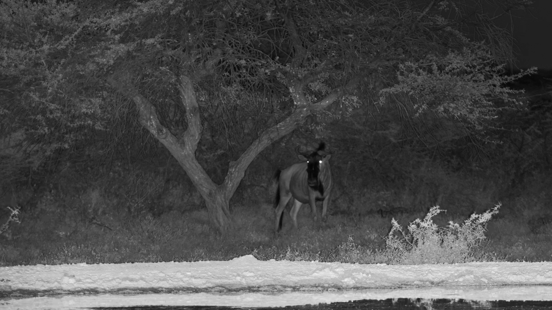 Lone Wildebeest Visits Onguma Waterhole at Night