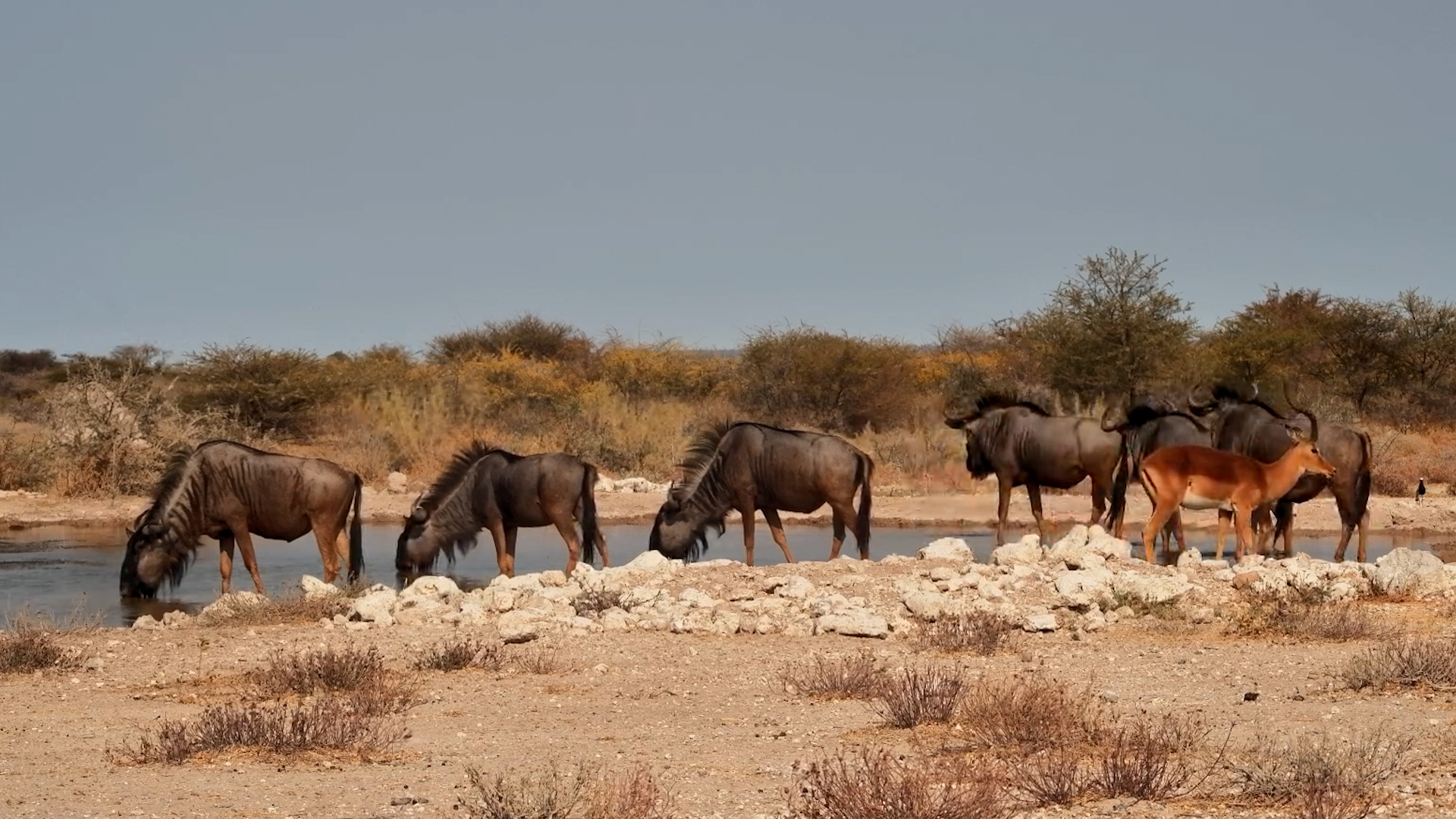 Wildebeest Herd with Impalas Visit Onguma Waterhole