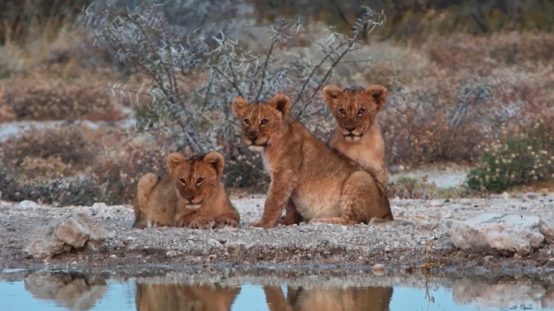 Big-Bellied, Bloody-Faced Lionesses and Cubs