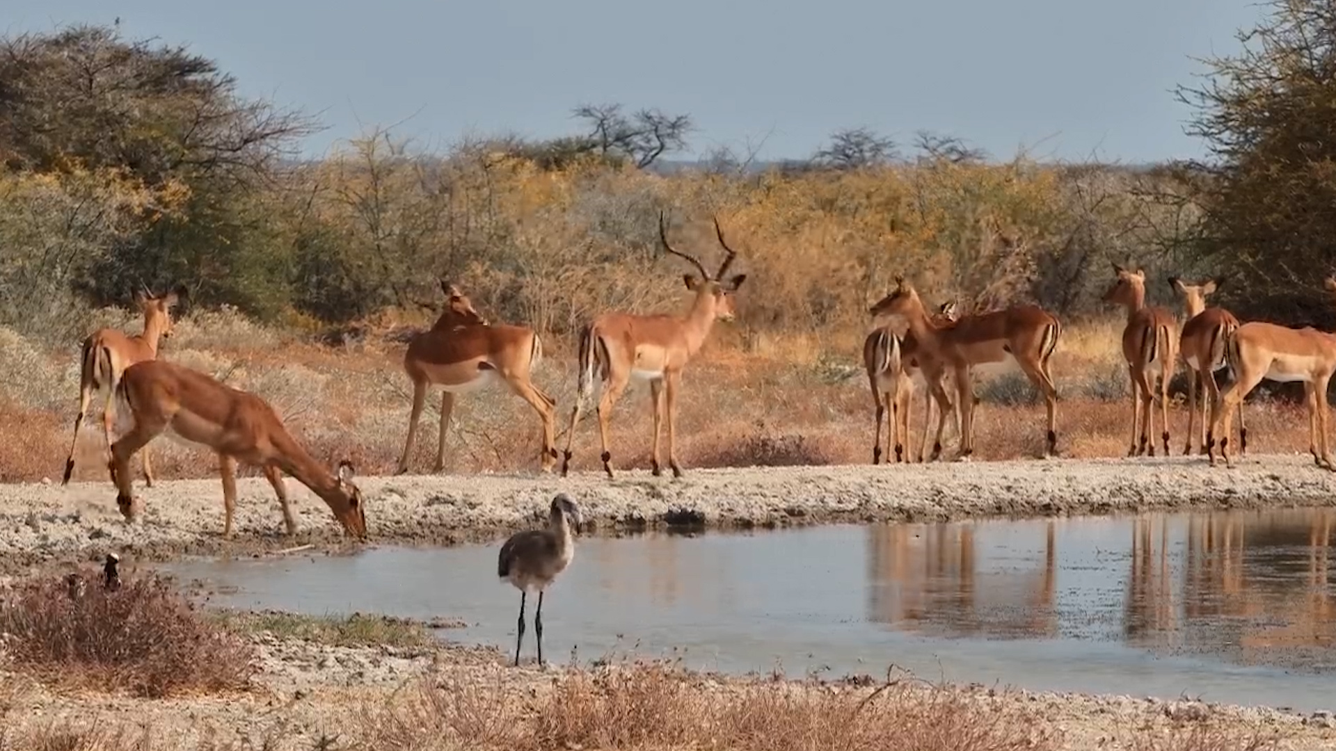 Juvenile Flamingo Joins Impala at Onguma