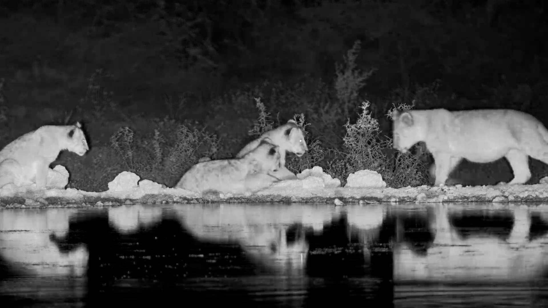 Pre-Dawn Playtime: Lion Cubs Frolic at Onguma Waterhole