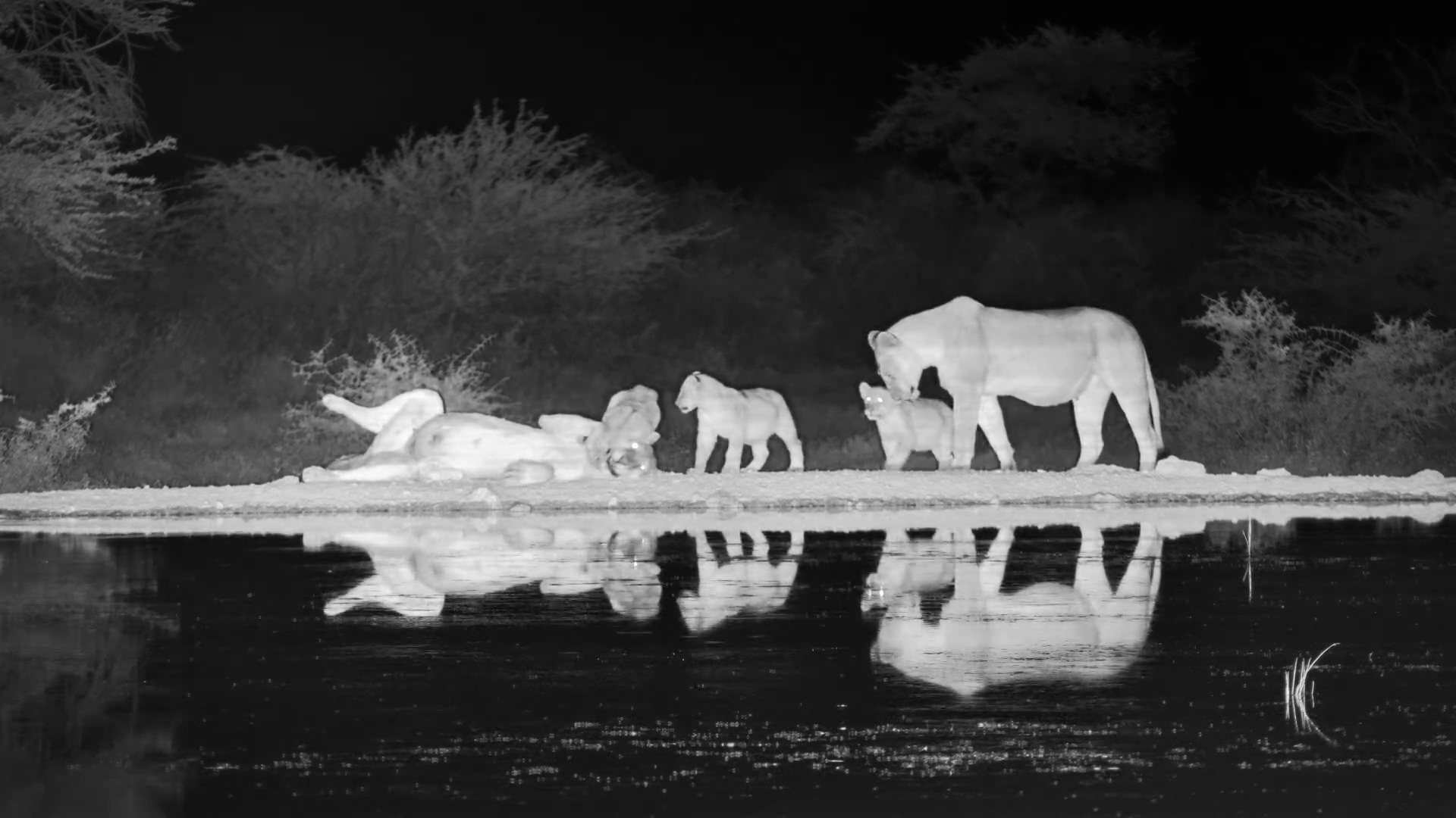 Playful Lion Cub Can't Resist the Tails at Onguma Waterhole