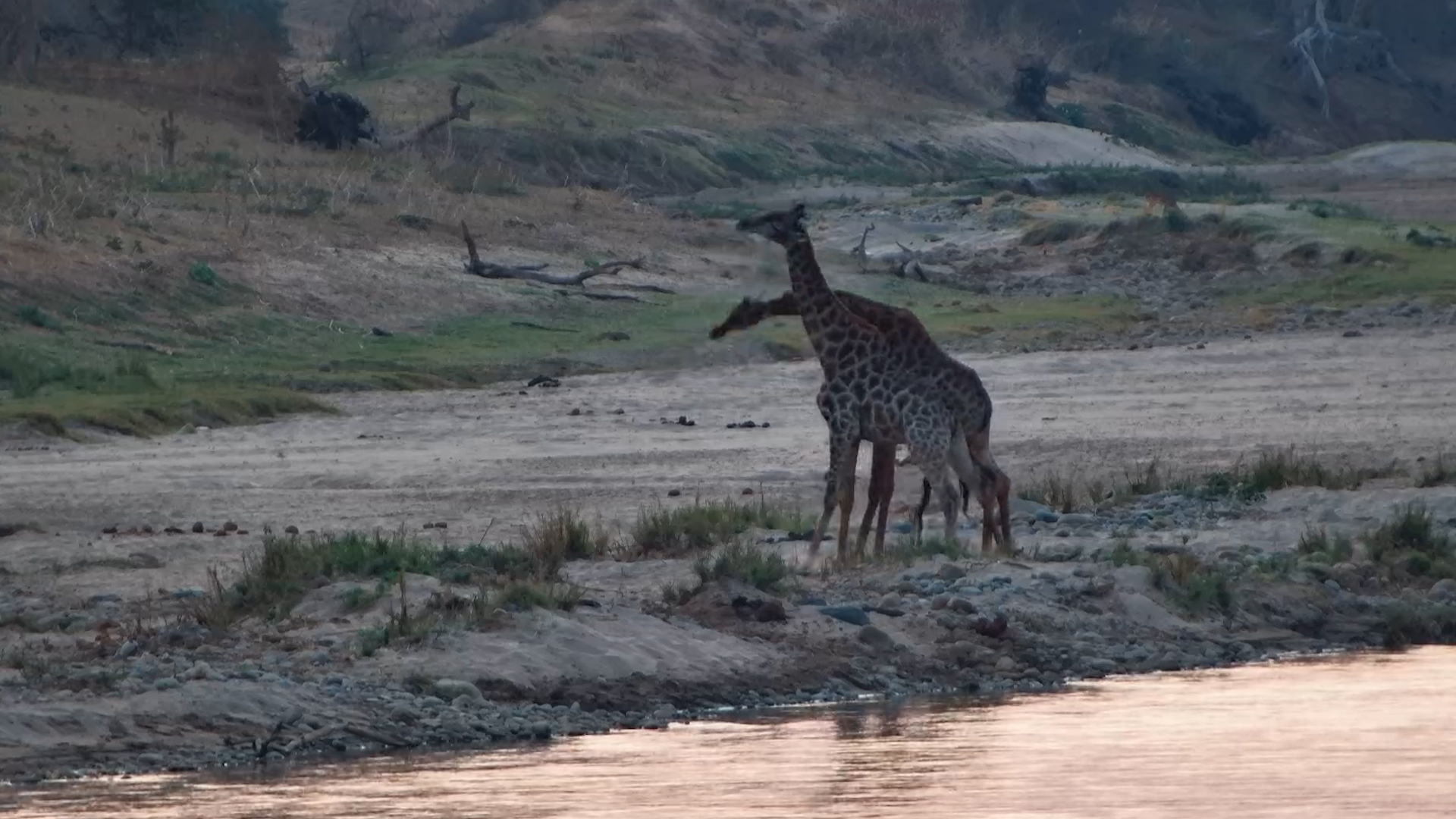 Epic Giraffe Neck-Off by the River - Wild Dance in Action!