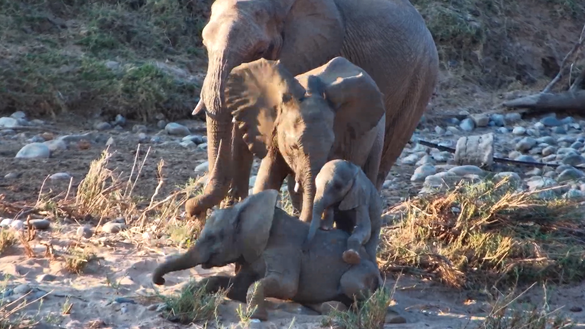 Elephant Calf’s Sand Flop at Olifants River
