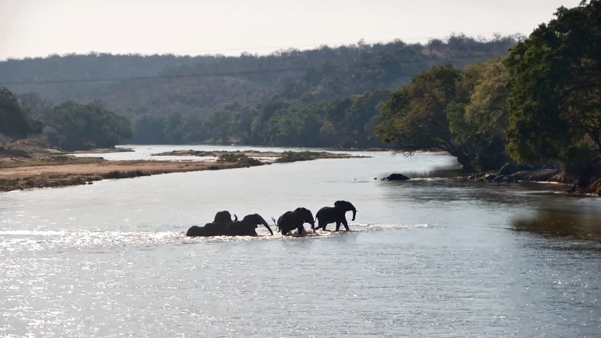 Elephants Cross the Olifants River… Then Get a Fright!