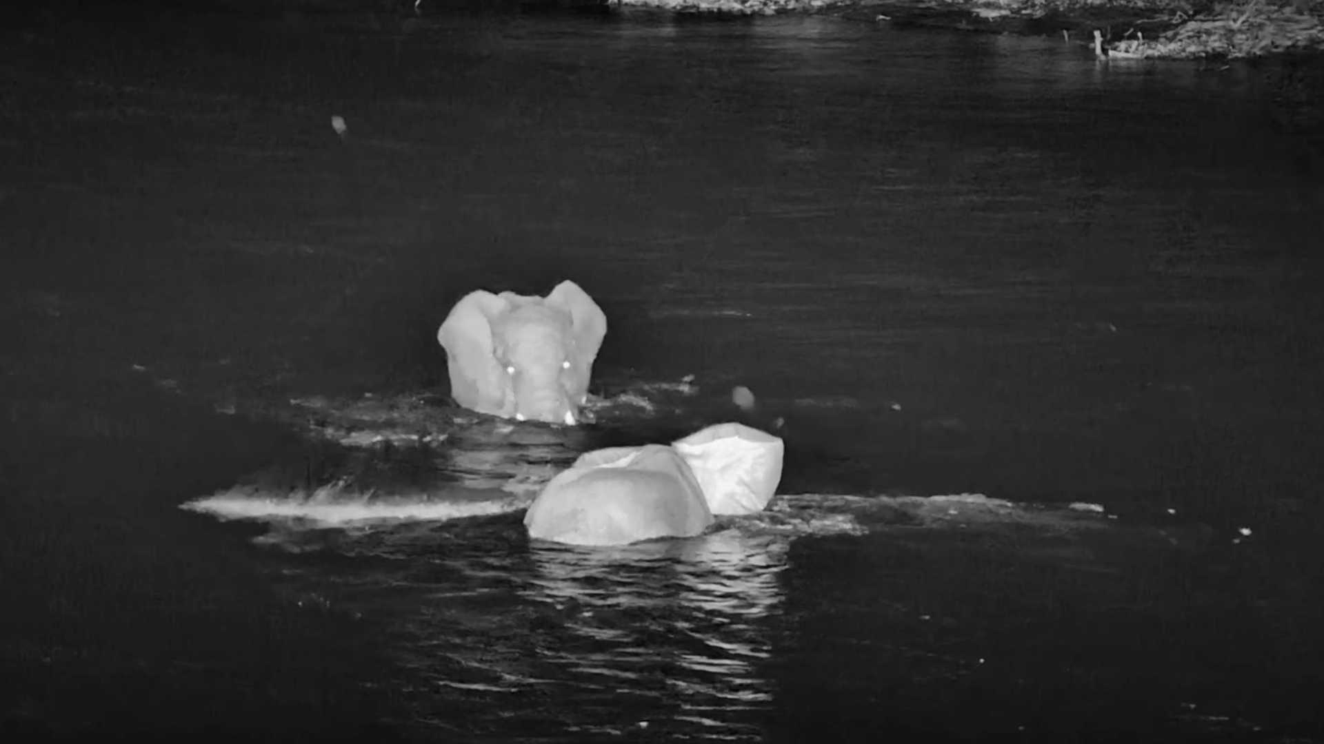 These Elephants Turned the River Into a Playground