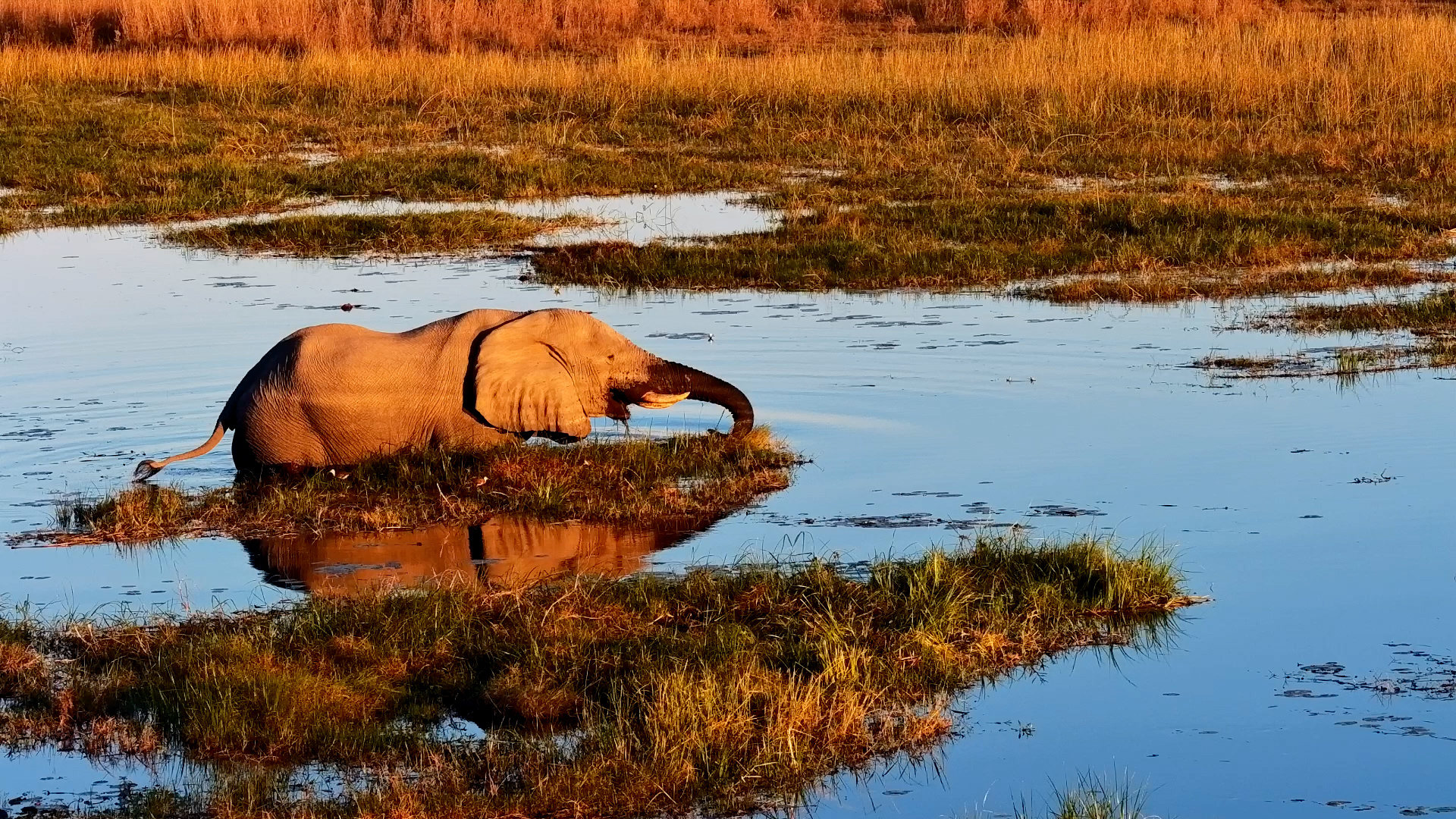 A Gentle Giant's Perfect Afternoon