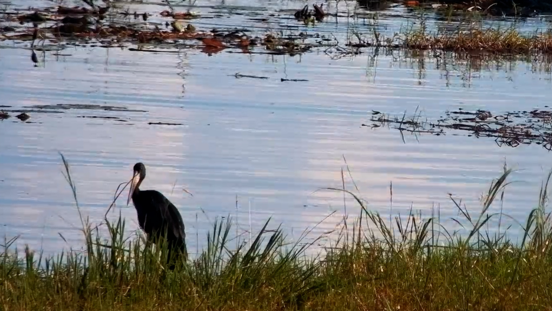 Spectacular Openbills At The Marsh