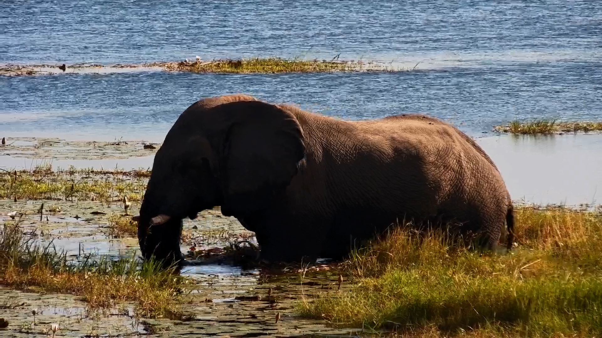 The Elephant Took Its Time in the Water