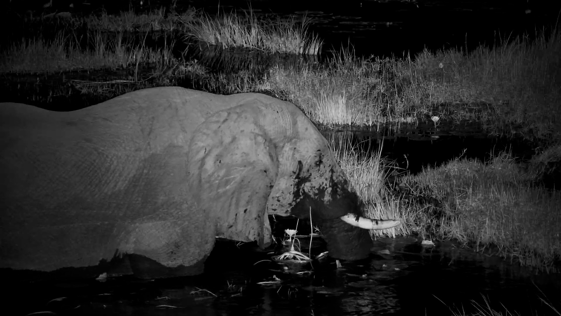 A Solitary Elephant Feeding After Dark