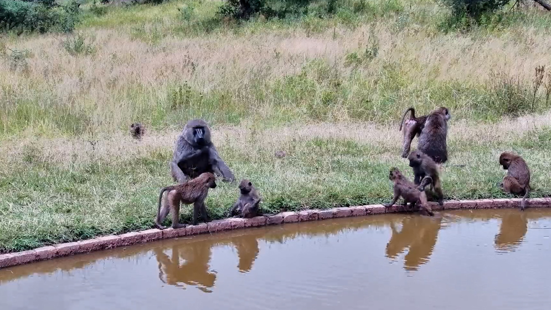 Fluffiest Guy at the Waterhole Steals the Scene