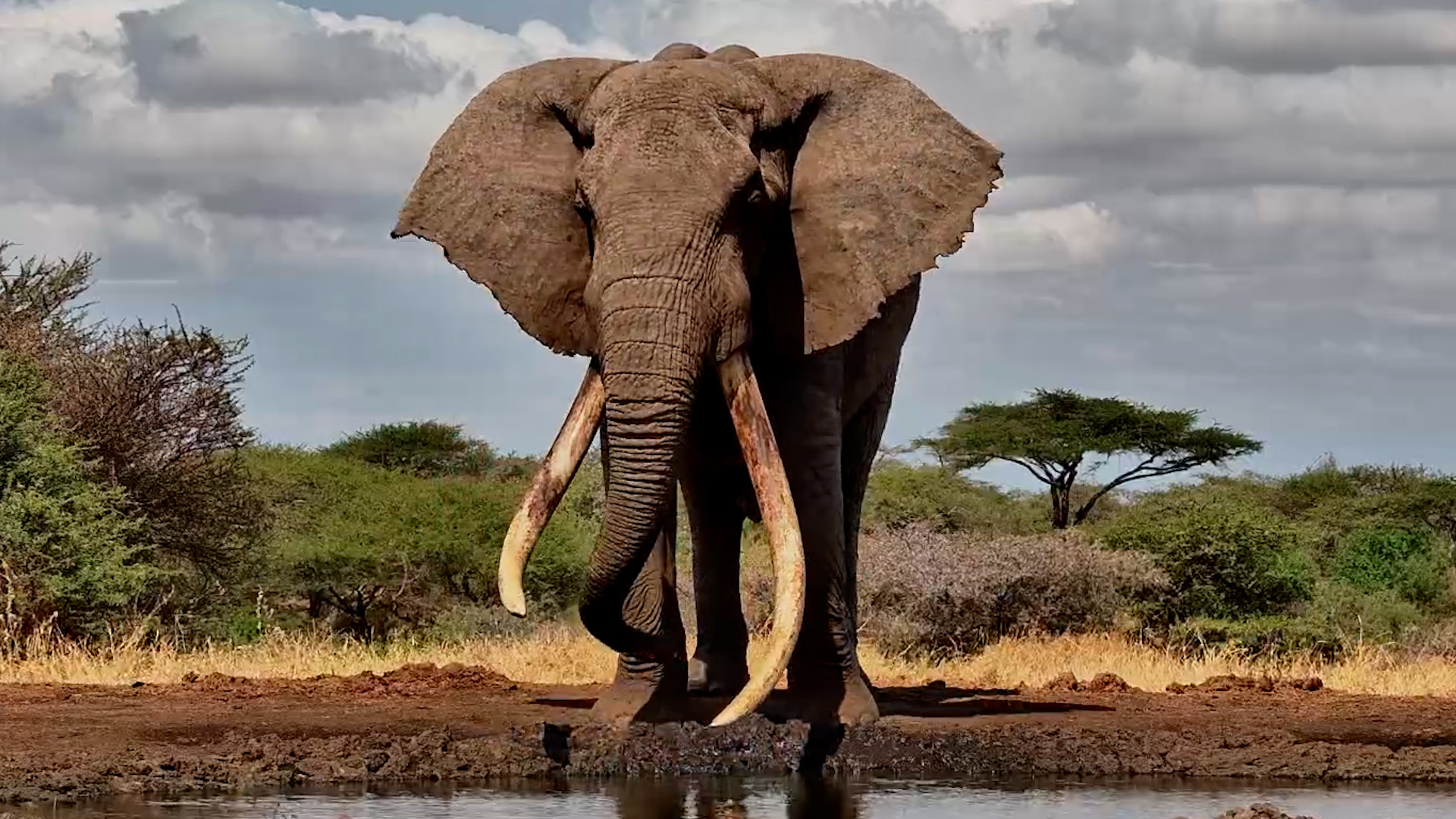 He Can't Stop Playing With His Giant Tusks
