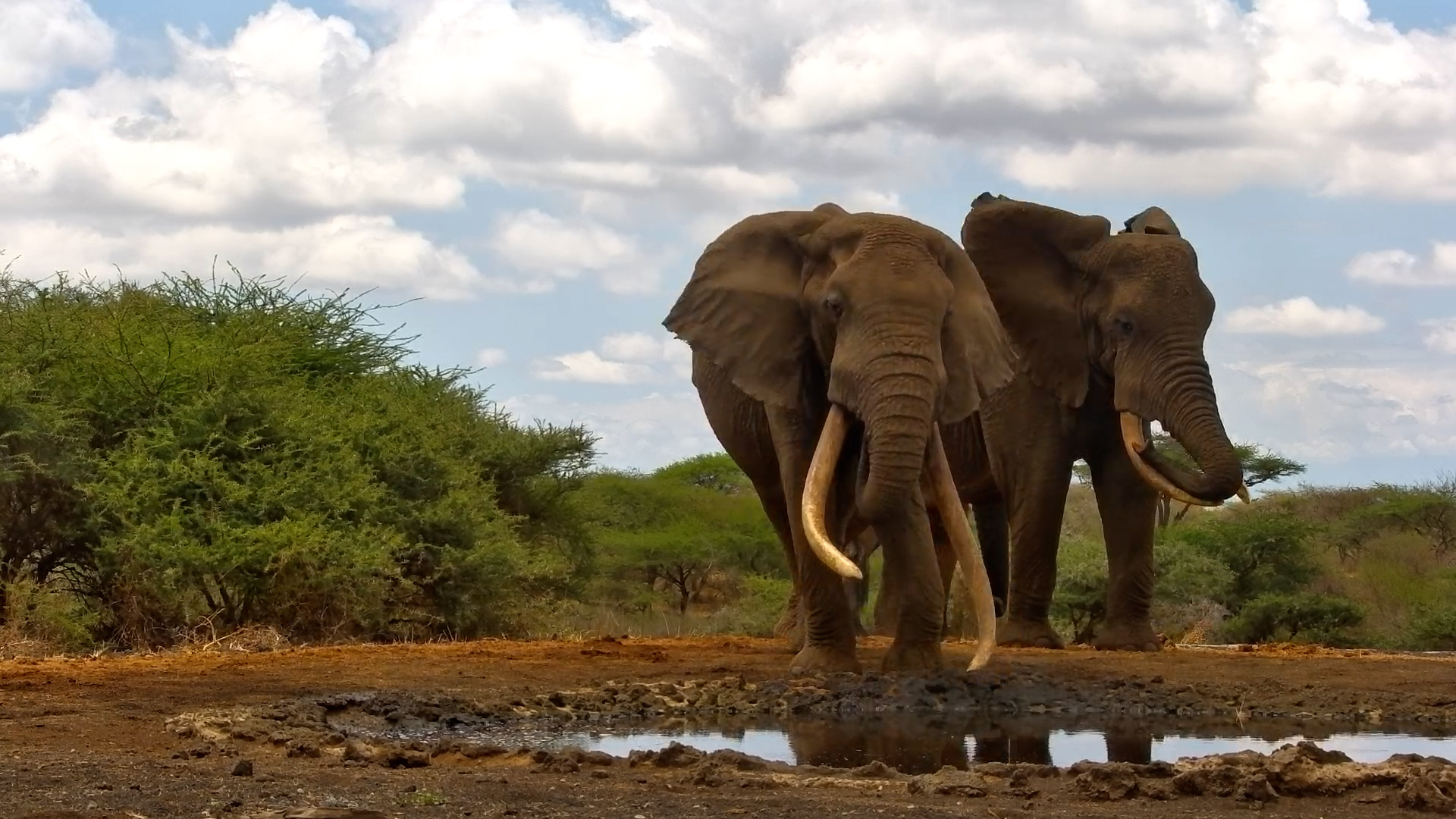 One Ton Returns to ol Donyo!