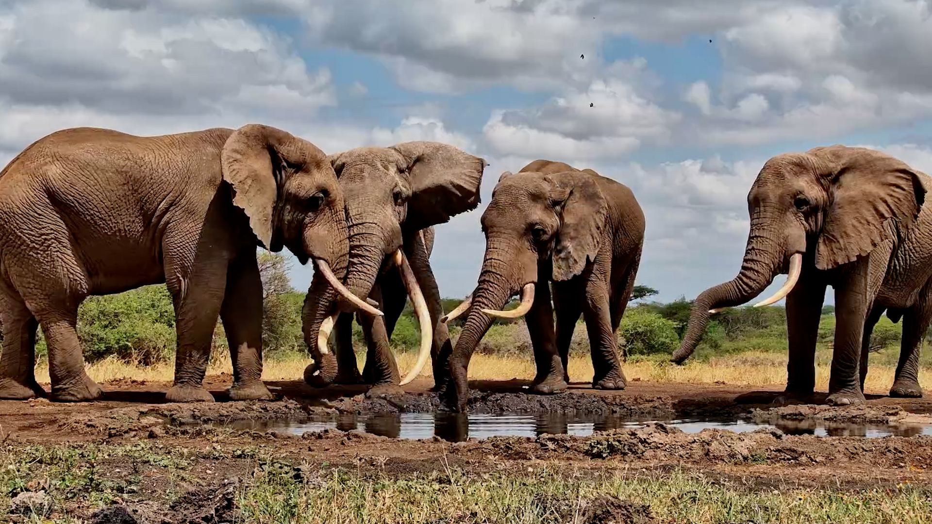 A Gathering of Giants at ol Donyo