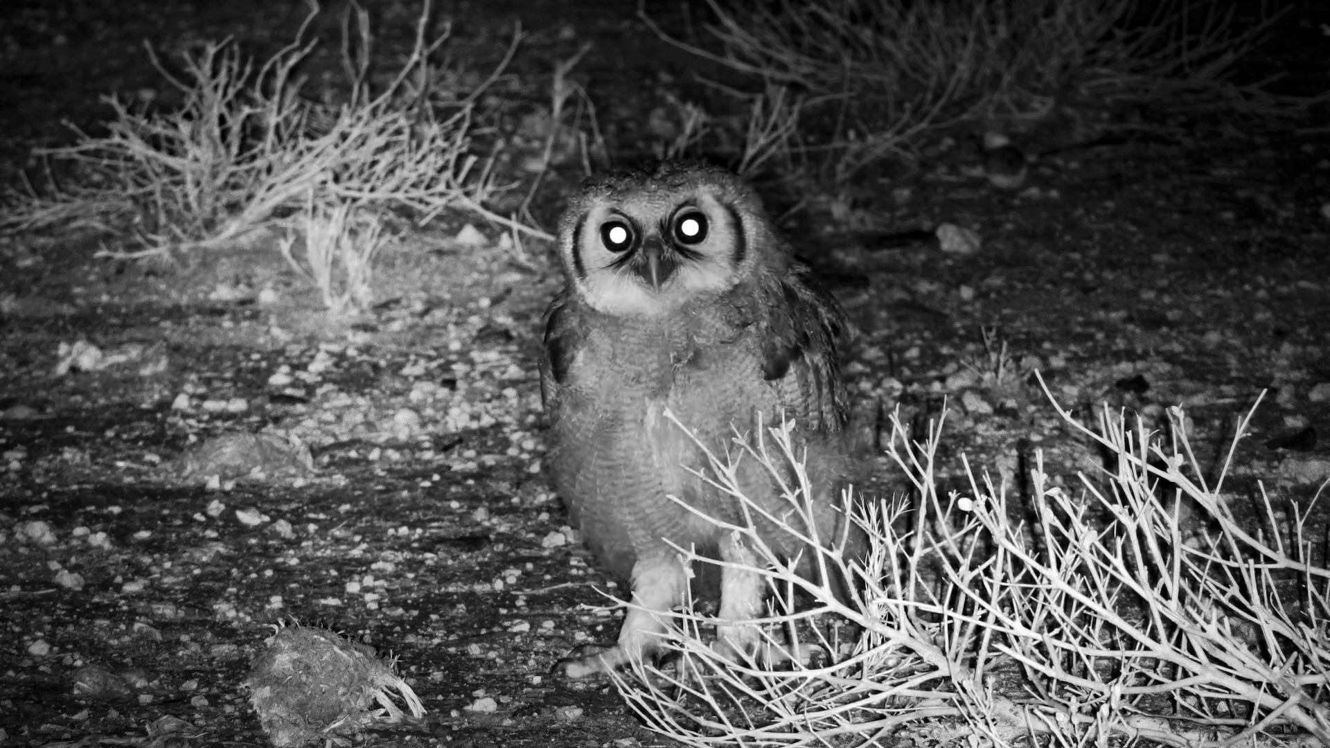 Verreaux’s Eagle-Owl Stare-Down at Onguma