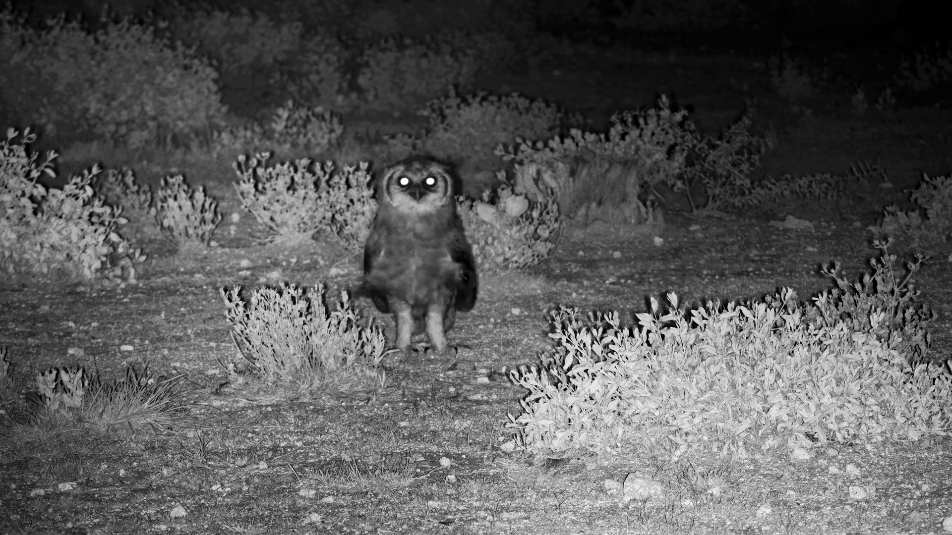Eyes of the Night: Verreaux’s Eagle-Owl on the Ground