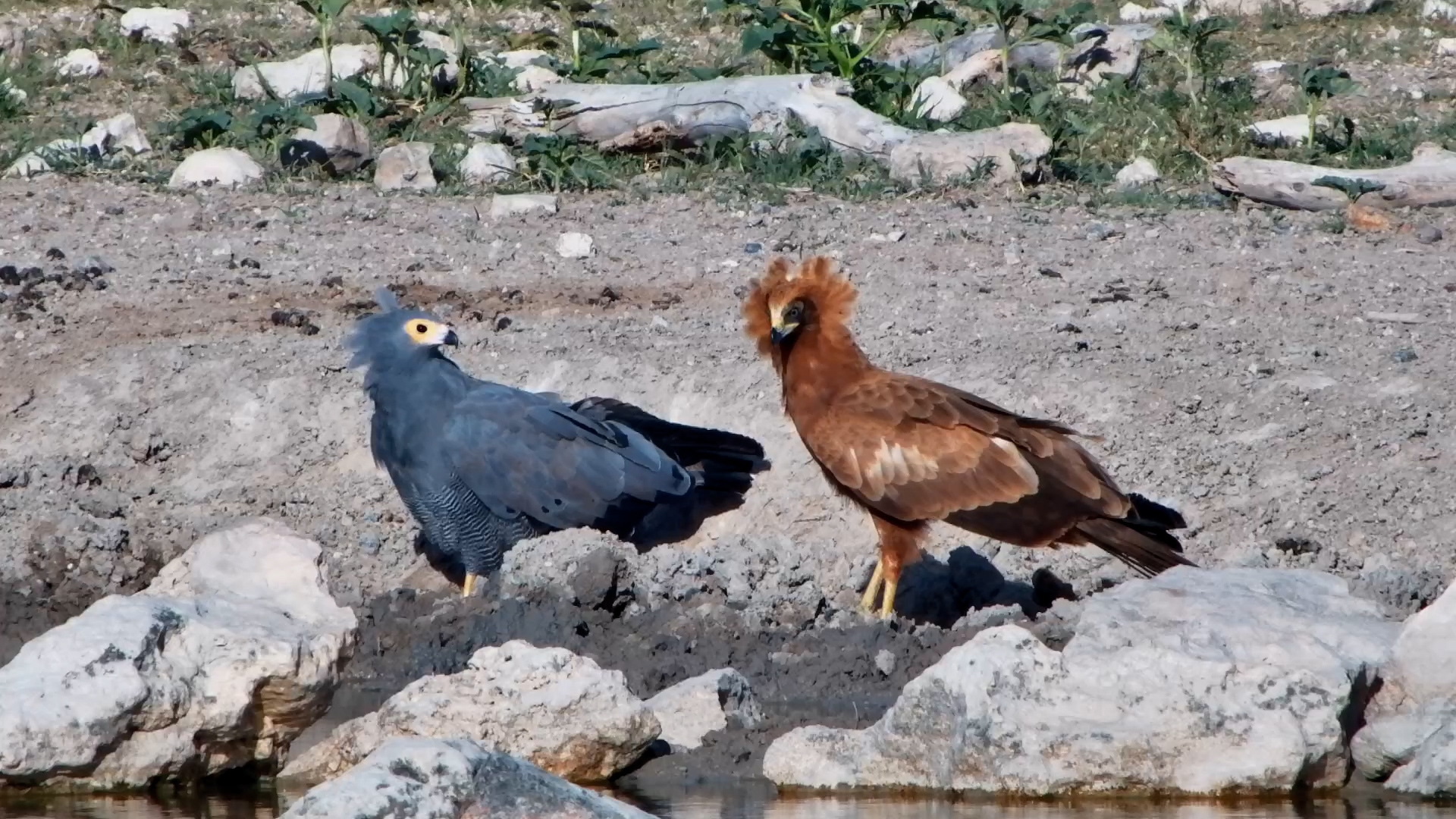 Look How Different They Are! Adult vs. Juvenile Harrier-Hawk