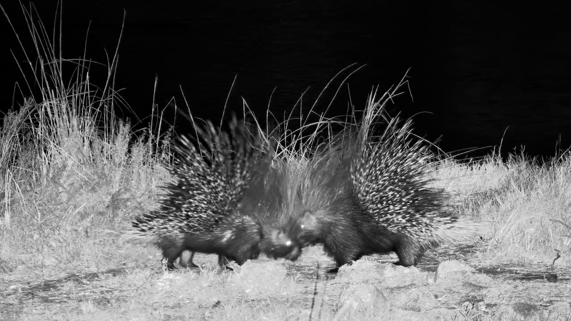 When the Lights Go Down… Porcupines Get Busy
