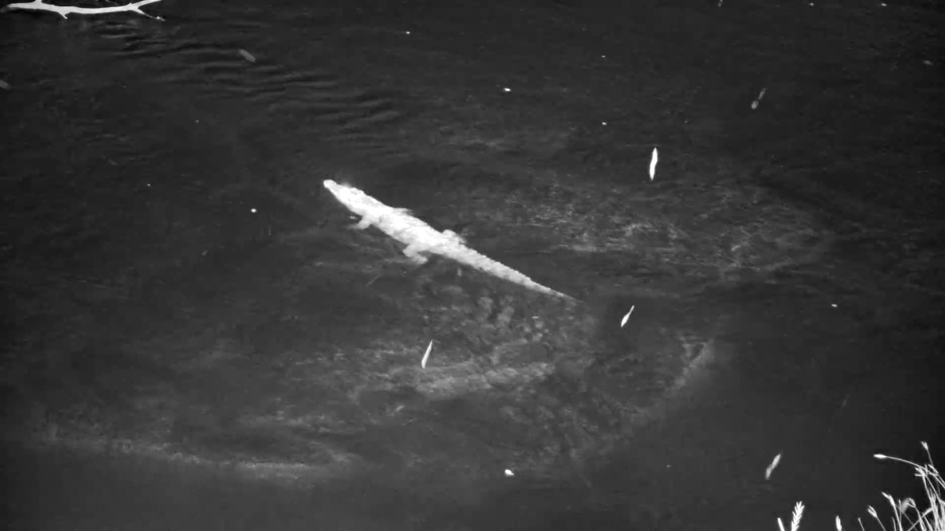 Baboons Almost Fall into Crocodile-Infested Water