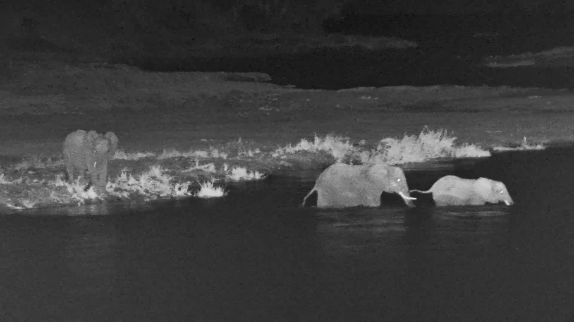 Elephant Herd Crosses River at Night