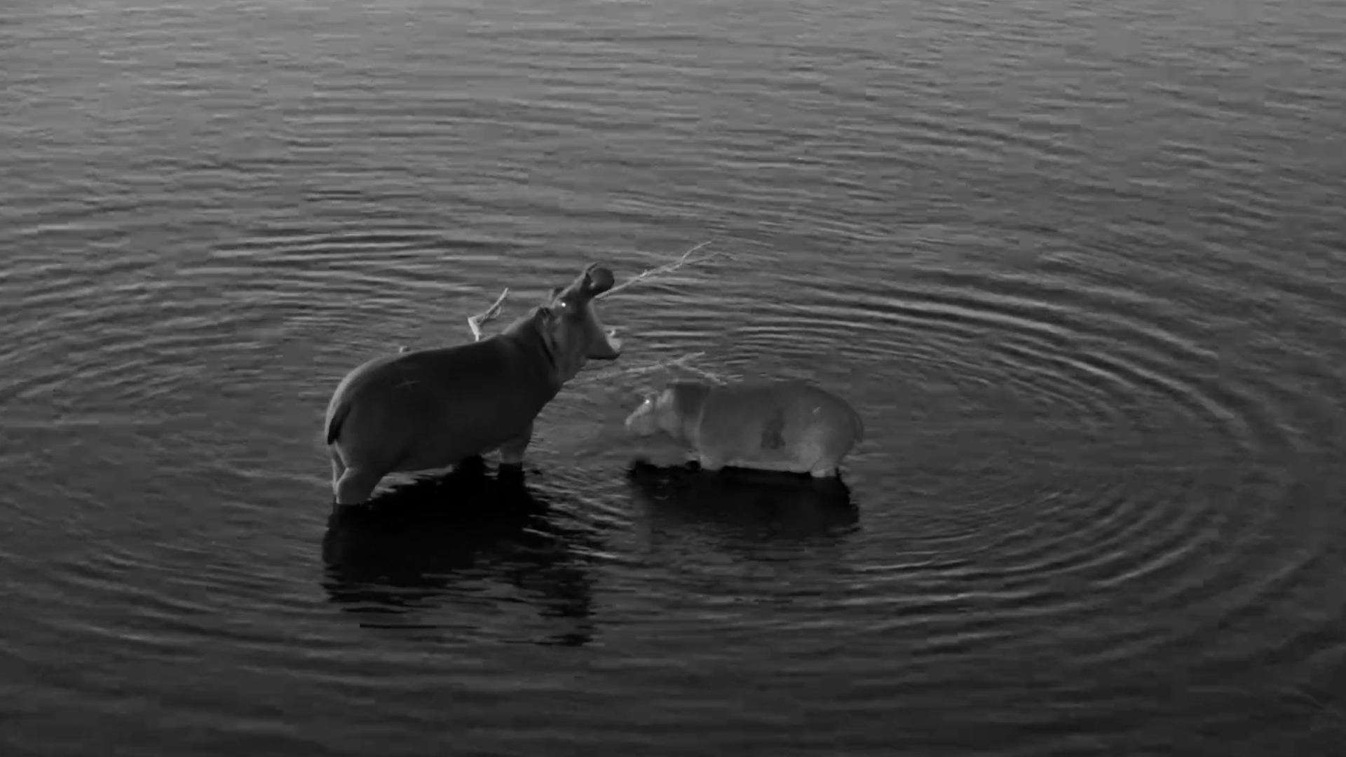 Dusk Playtime: Two Hippos Frolic in the Olifants River