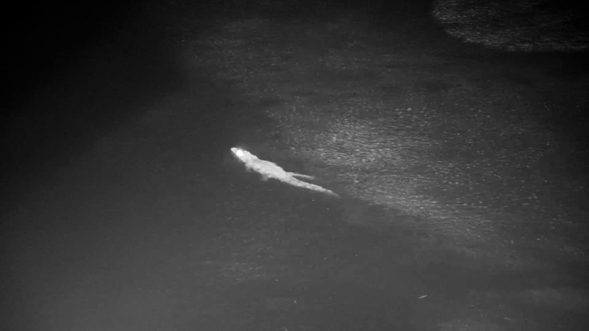 Crocodile Swims Through the River at Night | Infrared View Africam 132K subscribers Analytics
