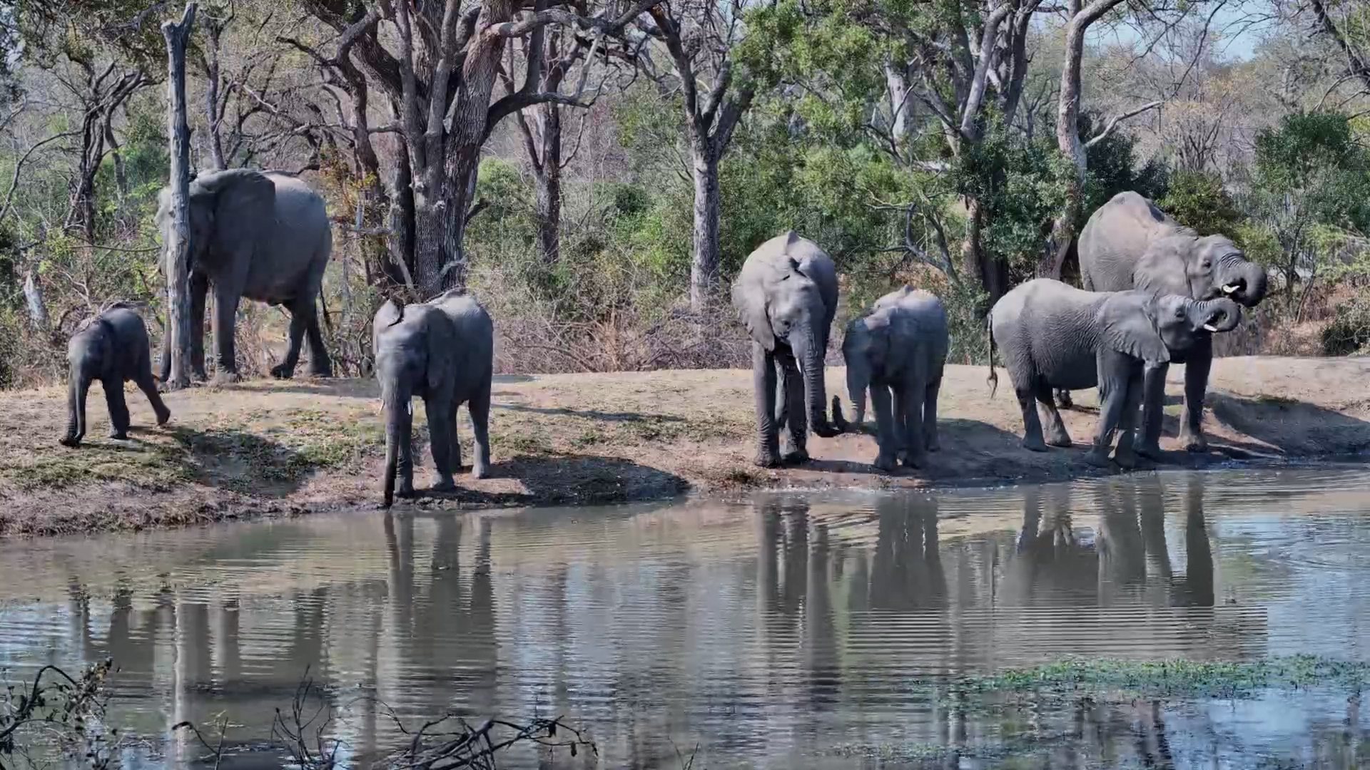 Baby Elephant Nurses as the Herd Gathers at Roy's Dam