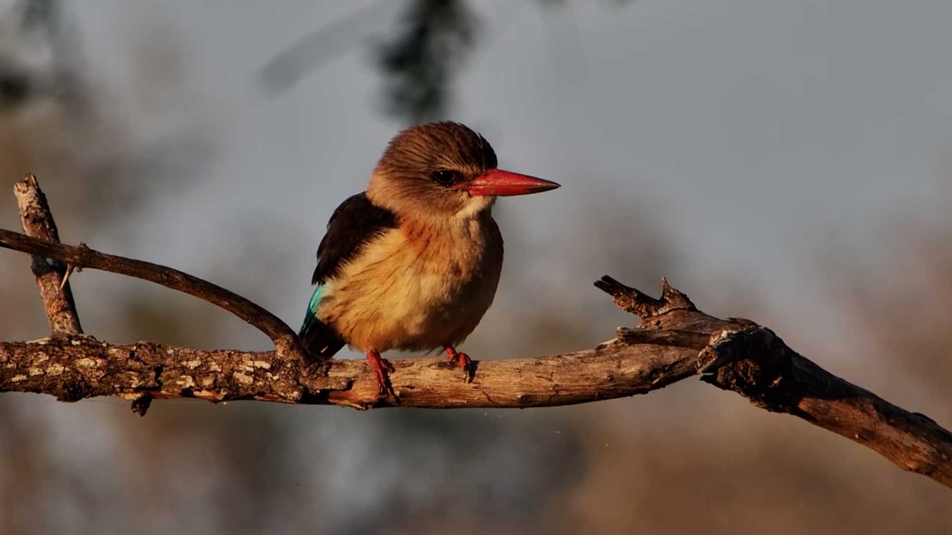 A Beautiful Brown-Hooded Kingfisher Up Close