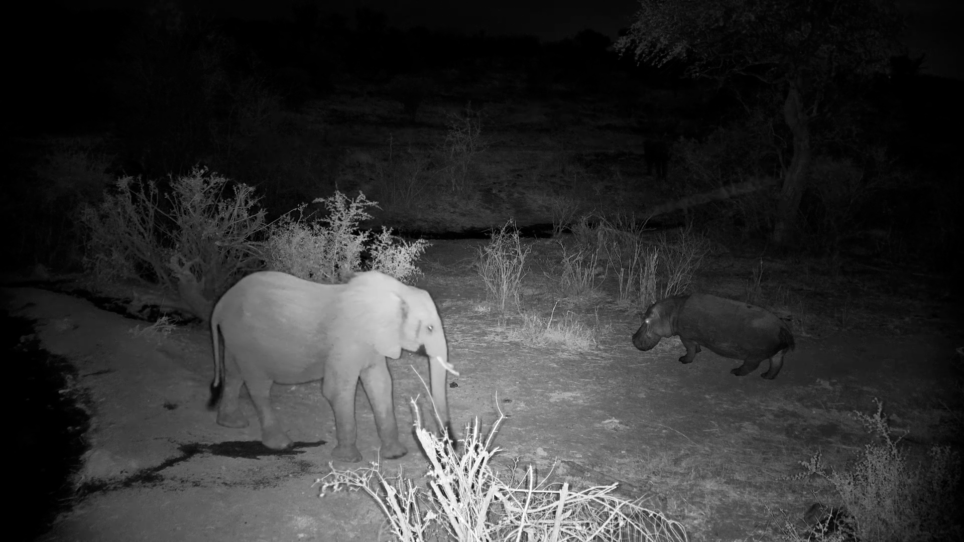 Elephant Meets Hippo at the Waterhole