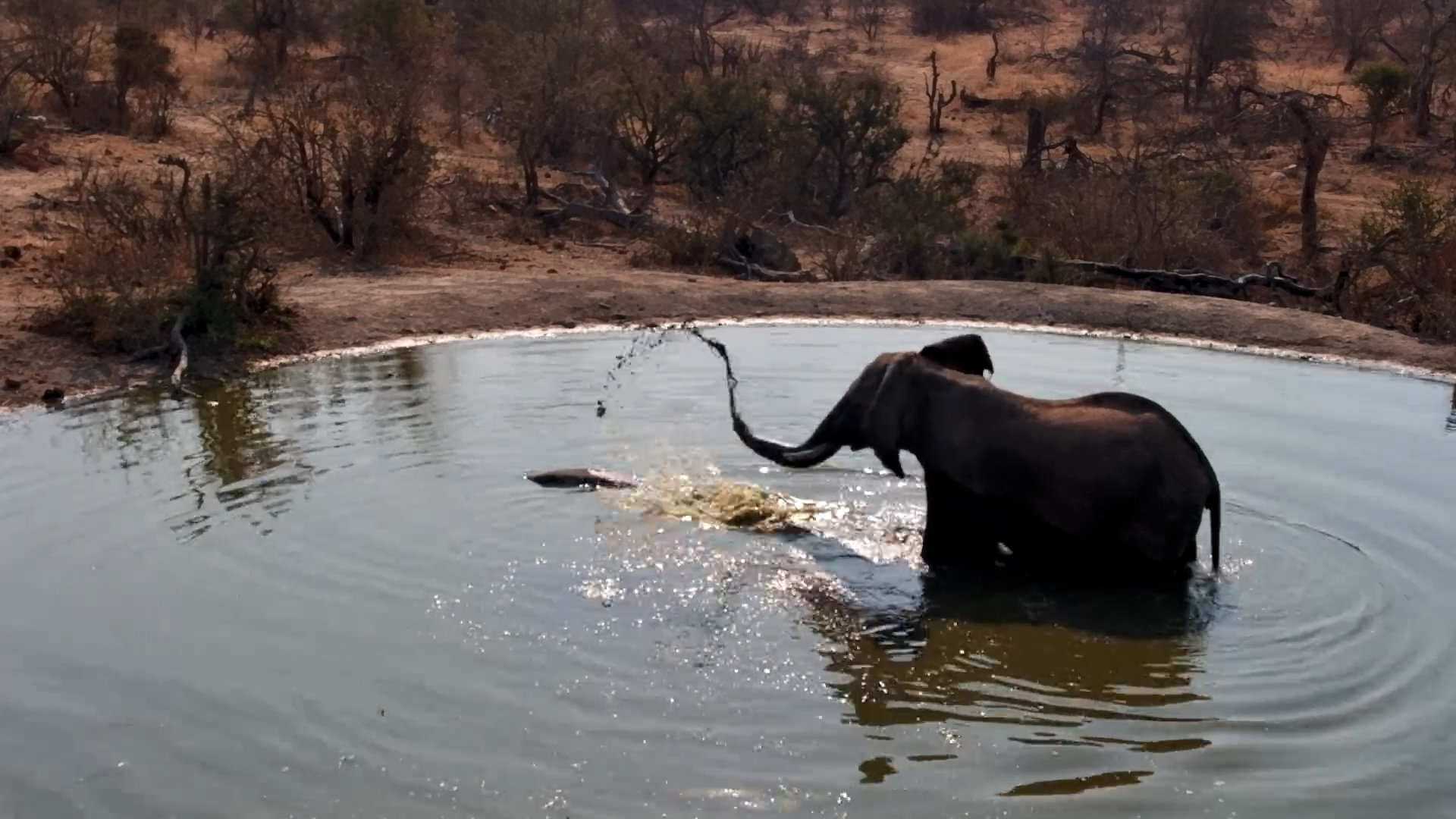 Elephant Gets Cautious of Hidden Hippo