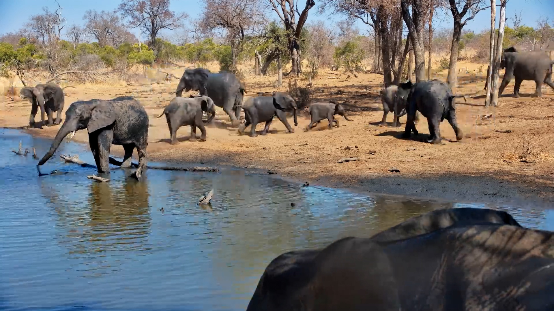 Elephants Clash at Serondella Waterhole | Noisy Commotion