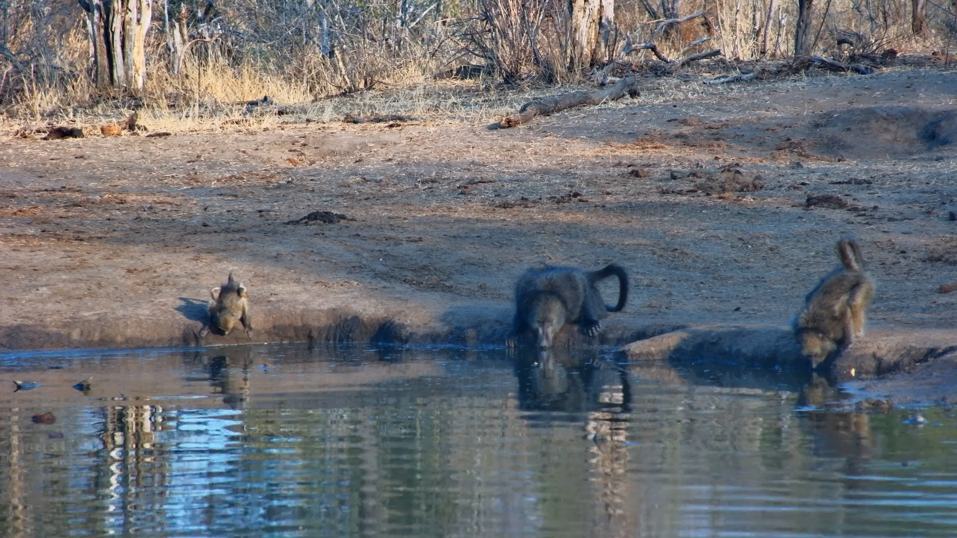 Baboon Bonanza! Baboons Take Over the Waterhole